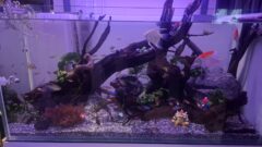 社長の趣味をご紹介！癒しの熱帯魚水槽